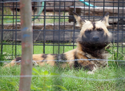 [Dog with a variegated coat - tan with black, wavy stripes and white markings is lying on the ground with its head upright and looking at the camera.]